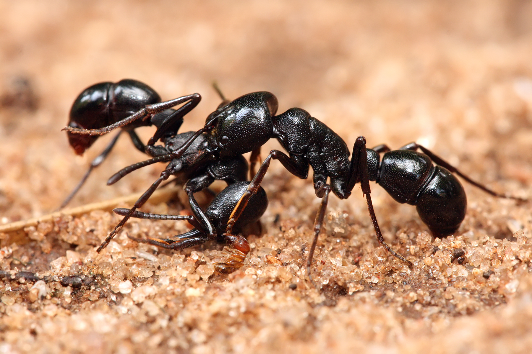 fighting ants